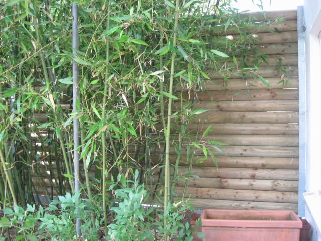 Sichtschutz aus Stahlprofilen und Holz,
 Rankgerüst Stahlrohr mit Stahlseilen